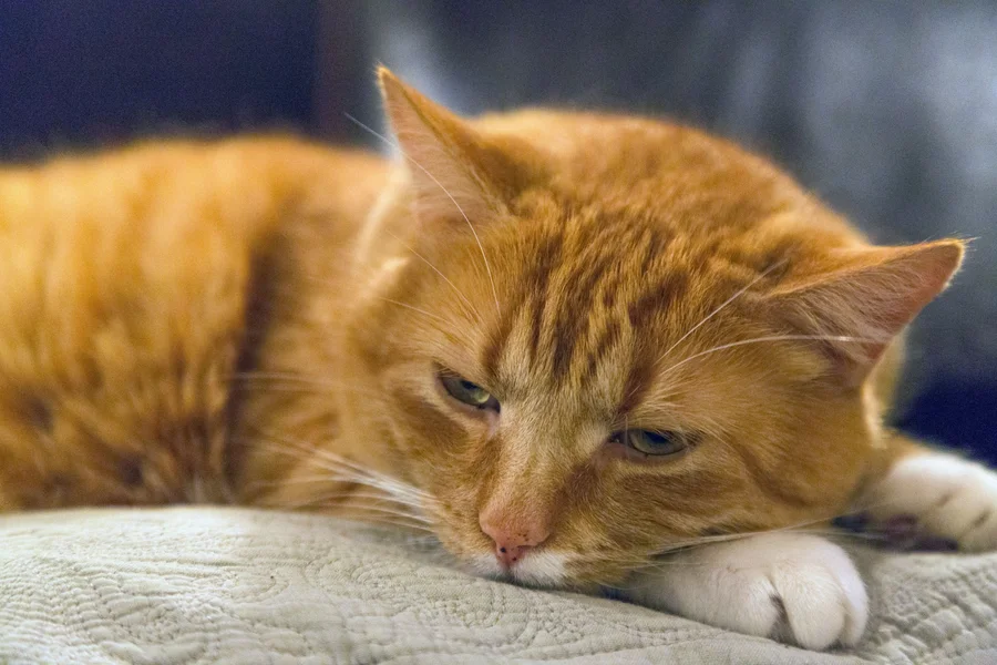 A cat remembered by the KC community