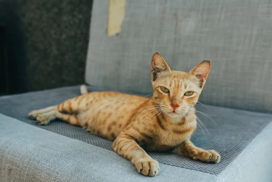 A cat remembered by the KC community