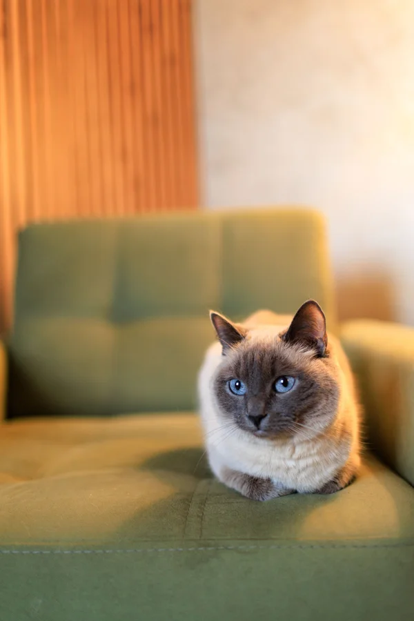 A cat remembered by the KC community