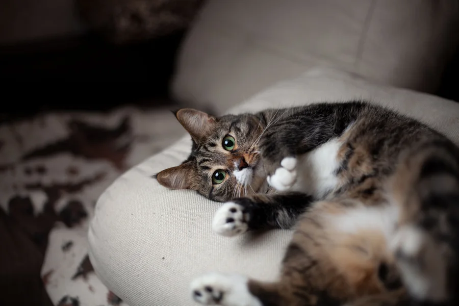 A cat remembered by the KC community