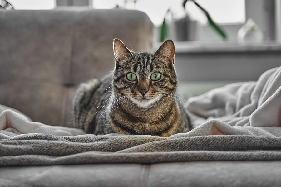 A cat remembered by the KC community
