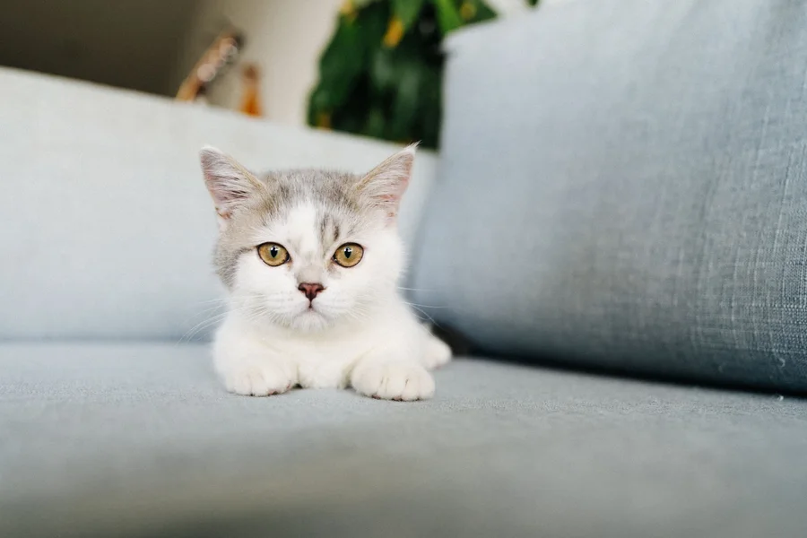 A cat remembered by the KC community