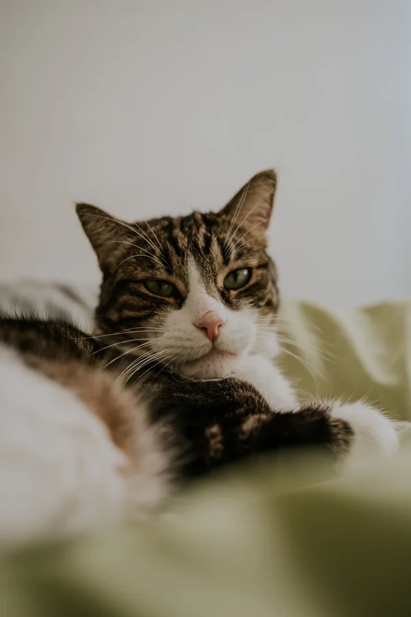 A cat remembered by the KC community