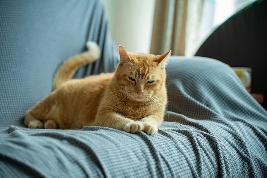 A cat remembered by the KC community