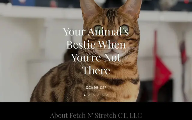 Homepage of Fetch n’ Stretch CT – cat sitter in Milford, CT