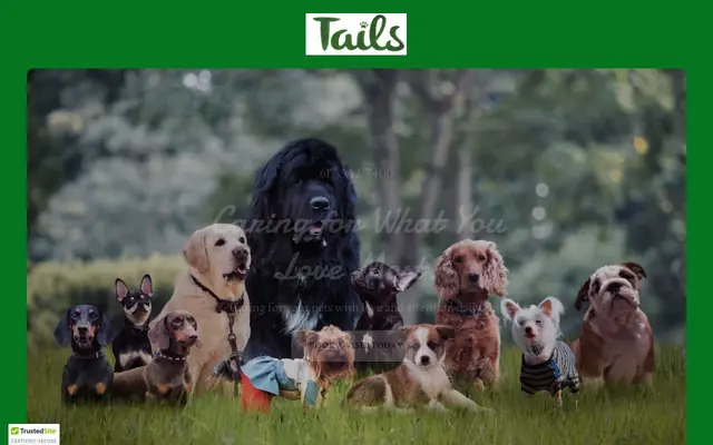 Homepage of Tails – cat sitter in Jamaica Plain, MA